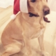 Hund mit Weihnachtsmütze